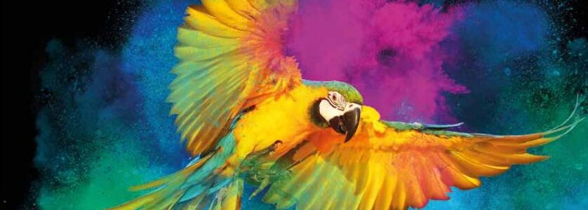 Polychem Color Collections — macaw in a burst of color